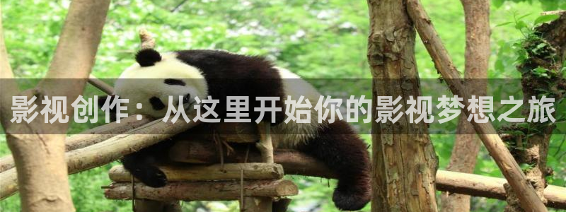 金桔柠檬做法视频：影视创作：从这里开始你的影视梦想之旅